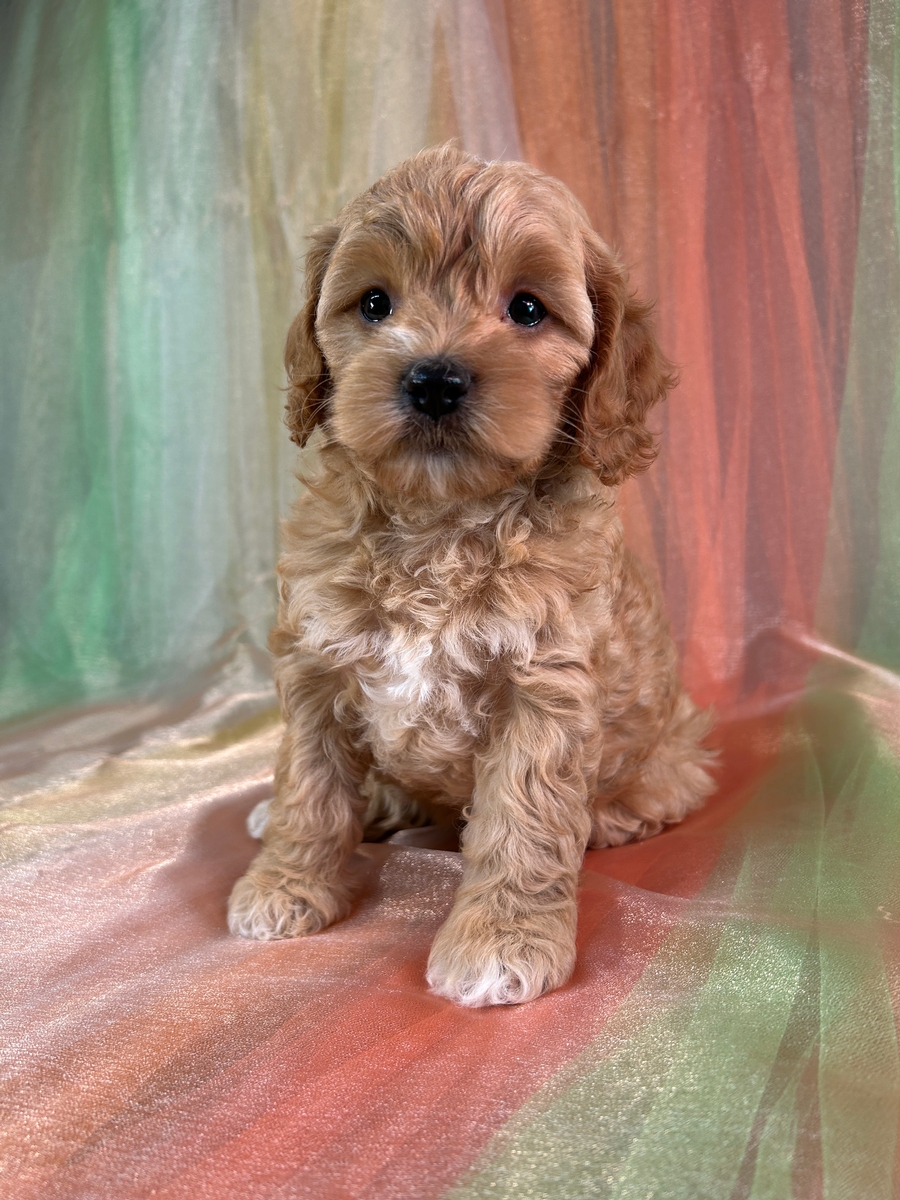 Female Cockapoo Puppy for Sale DOB 8-5-2025 $950